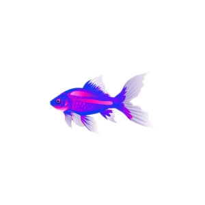 Inverse Comet Goldfish